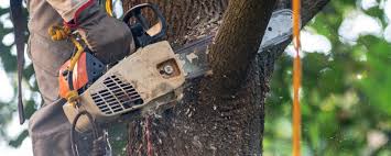 Best Tree Trimming and Pruning  in Yorktown, TX