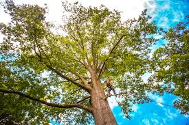 Best Seasonal Cleanup (Spring/Fall)  in Yorktown, TX