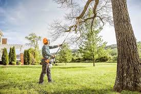 Best Fruit Tree Pruning  in Yorktown, TX