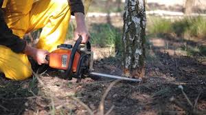 Best Stump Grinding and Removal  in Yorktown, TX