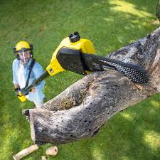 Best Lawn Maintenance Plans  in Yorktown, TX