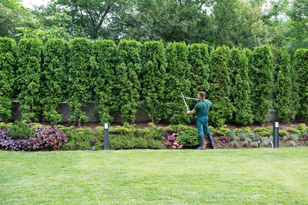 Landscape Design and Installation in Yorktown, TX