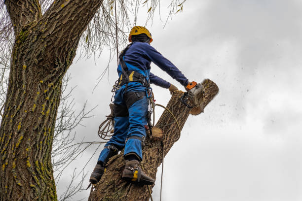 Best Hazardous Tree Removal  in Yorktown, TX