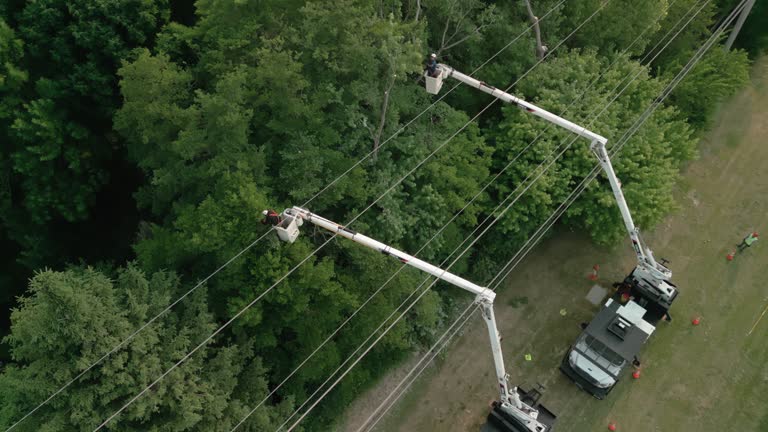 Best Storm Damage Tree Cleanup  in Yorktown, TX