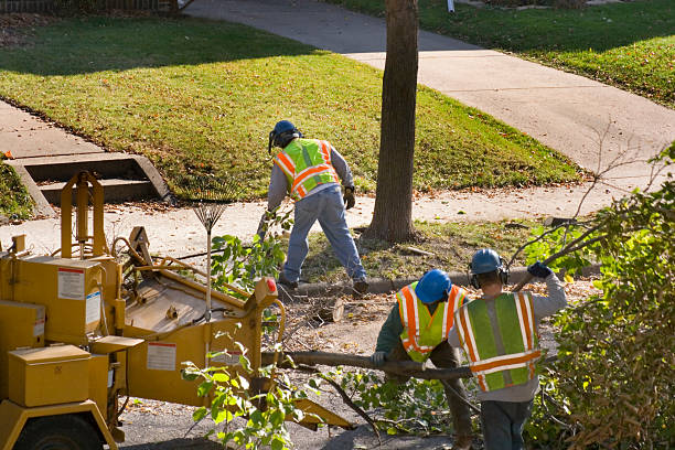 How Our Tree Care Process Works  in  Yorktown, TX