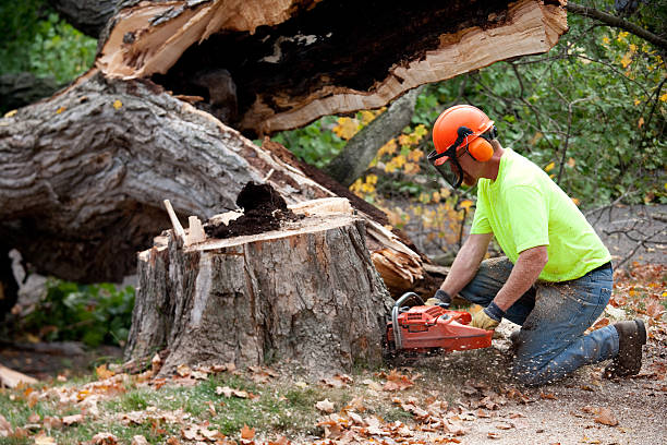 Tree and Shrub Care in Yorktown, TX